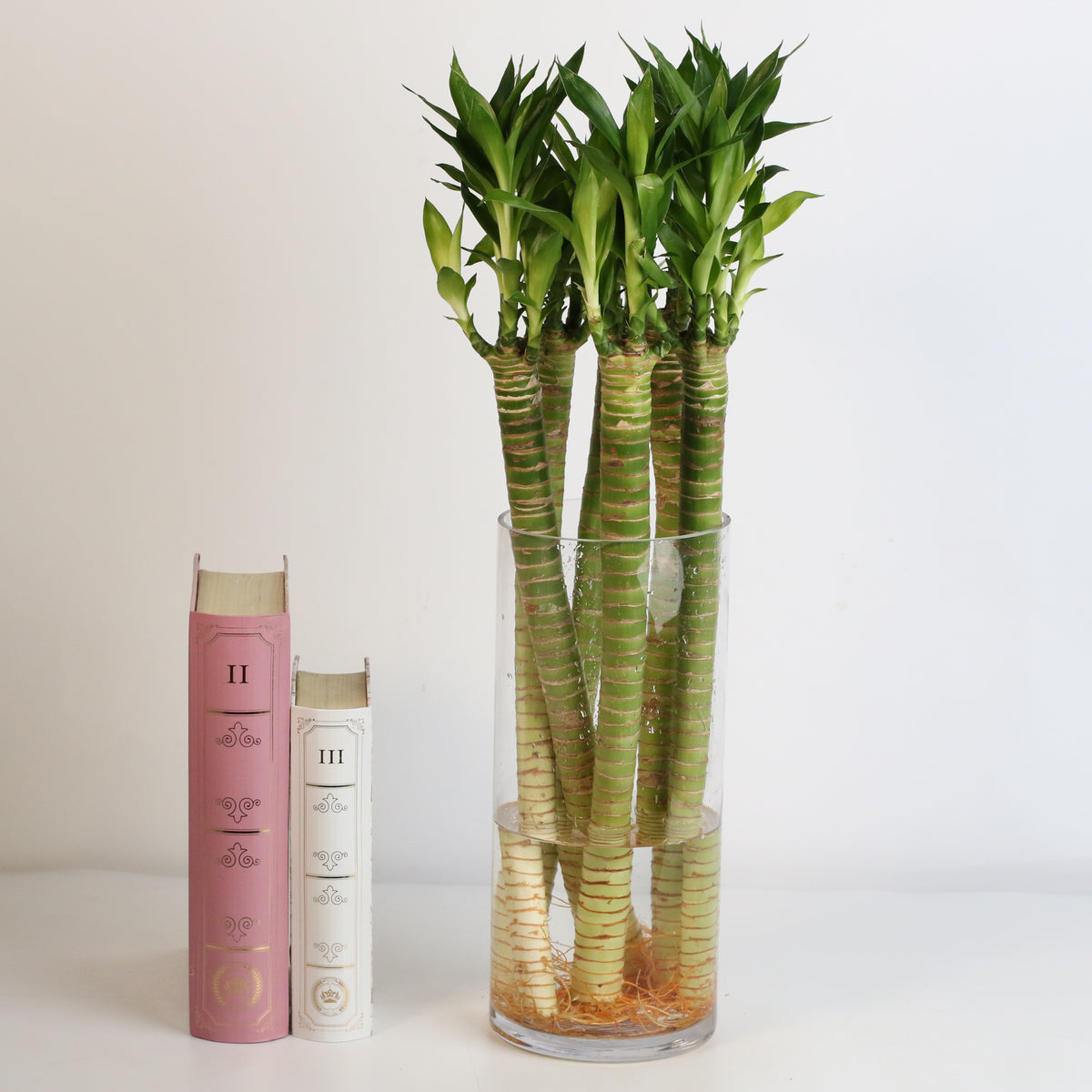 Lotus Bamboo Water Plants next to books.