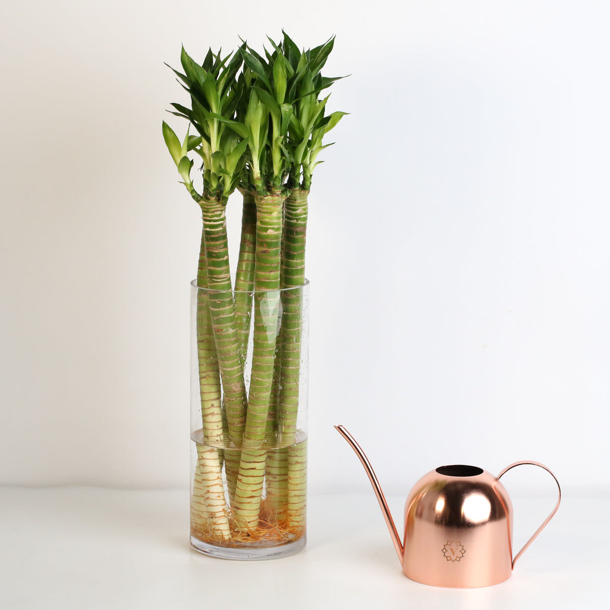 Lotus Bamboo Water Plant