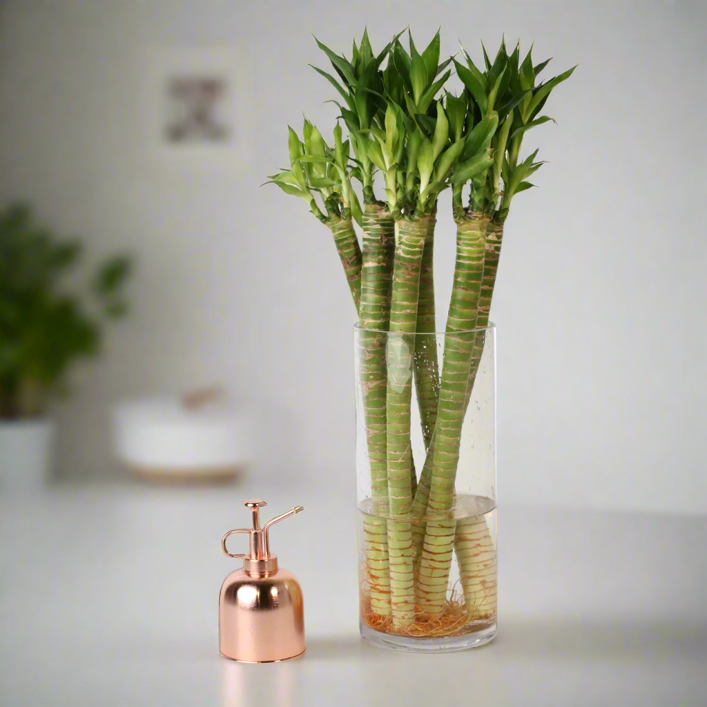 Lucky Bamboo Lotus Water Plant