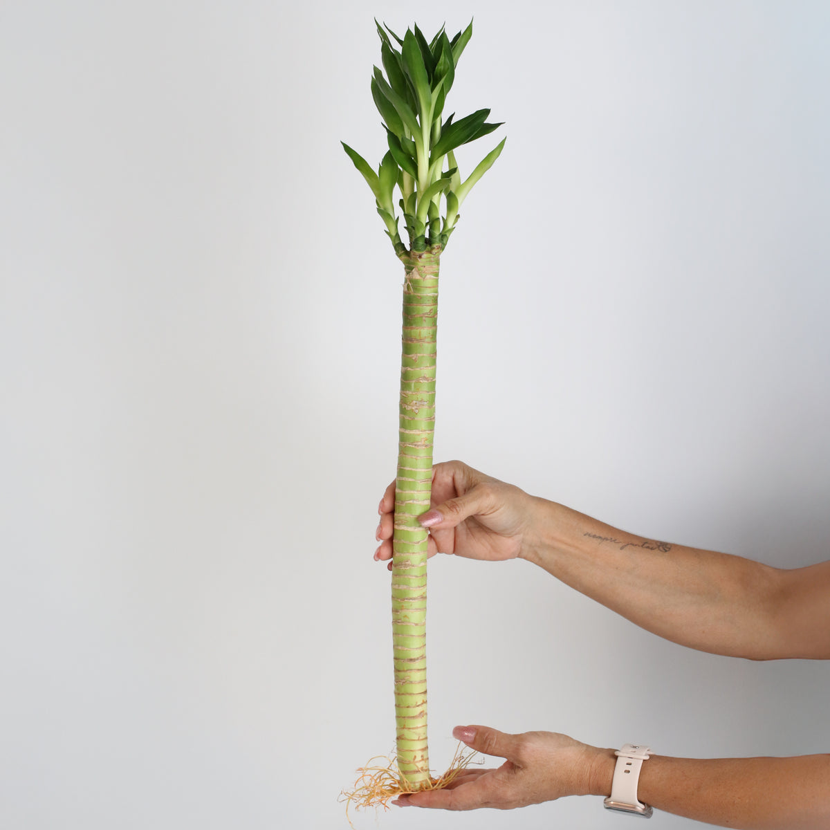 Lotus Bamboo Water Plant in hand.
