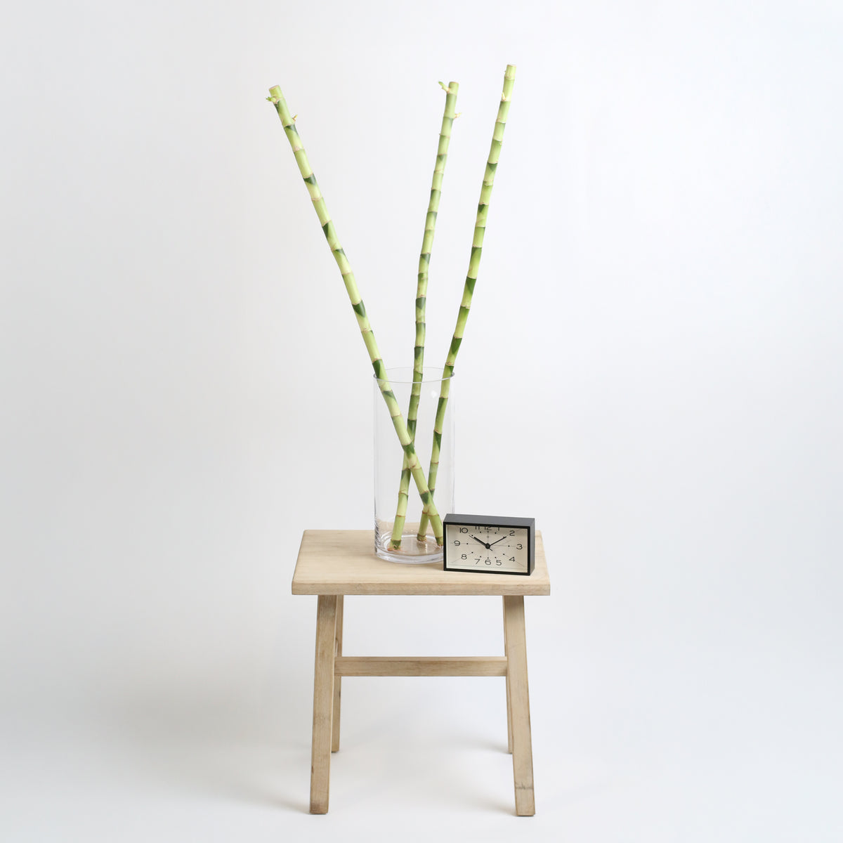 3 Pack of Lucky Bamboo Water Plant 1XL 36"