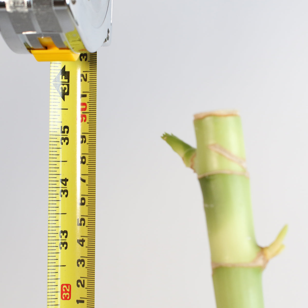 Close up of Lucky Bamboo Water Plant 1XL 36"