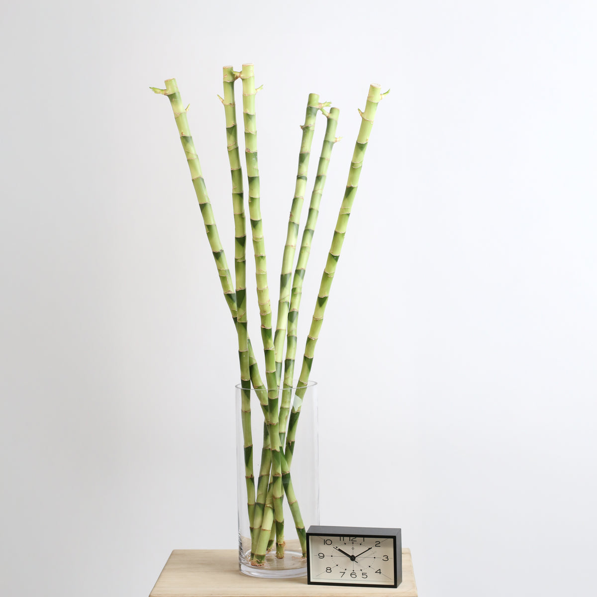 6 Pack of Lucky Bamboo Water Plant 1XL 36"