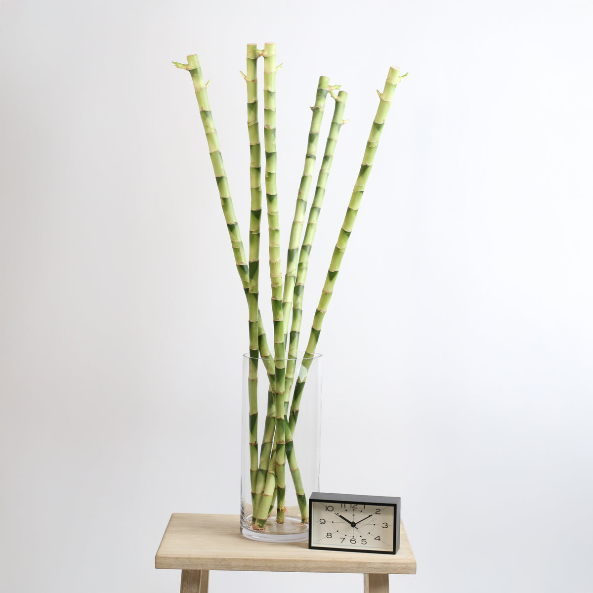 6 Pack of Lucky Bamboo Water Plant 1XL 36"