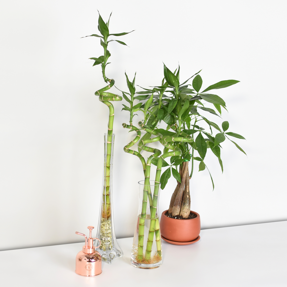 Lucky Bamboo Twists Water Plant