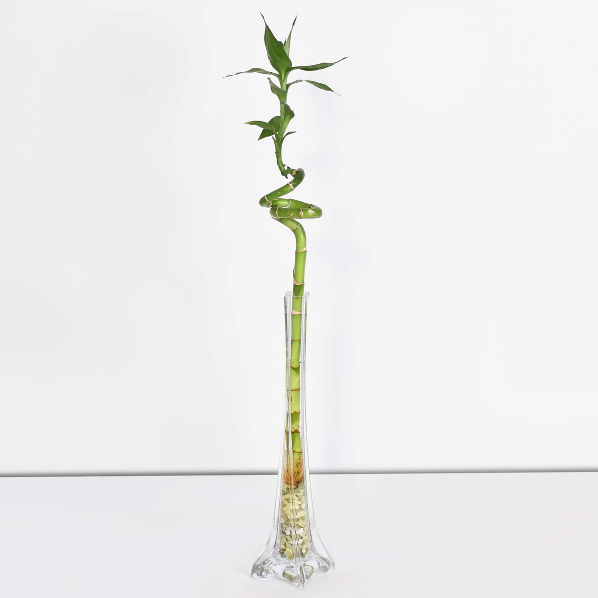 Lucky Bamboo Twists Water Plant