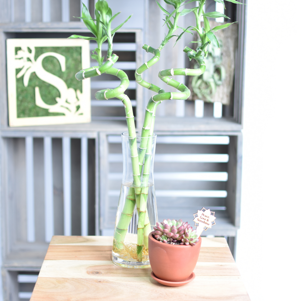 Lucky Bamboo Twists Water Plant