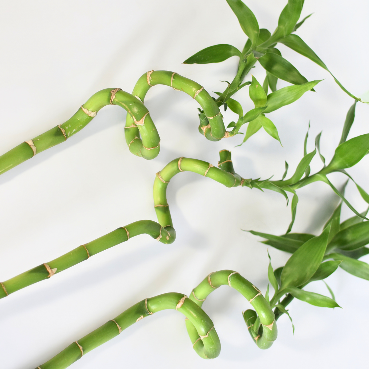 Lucky Bamboo Twists Water Plant
