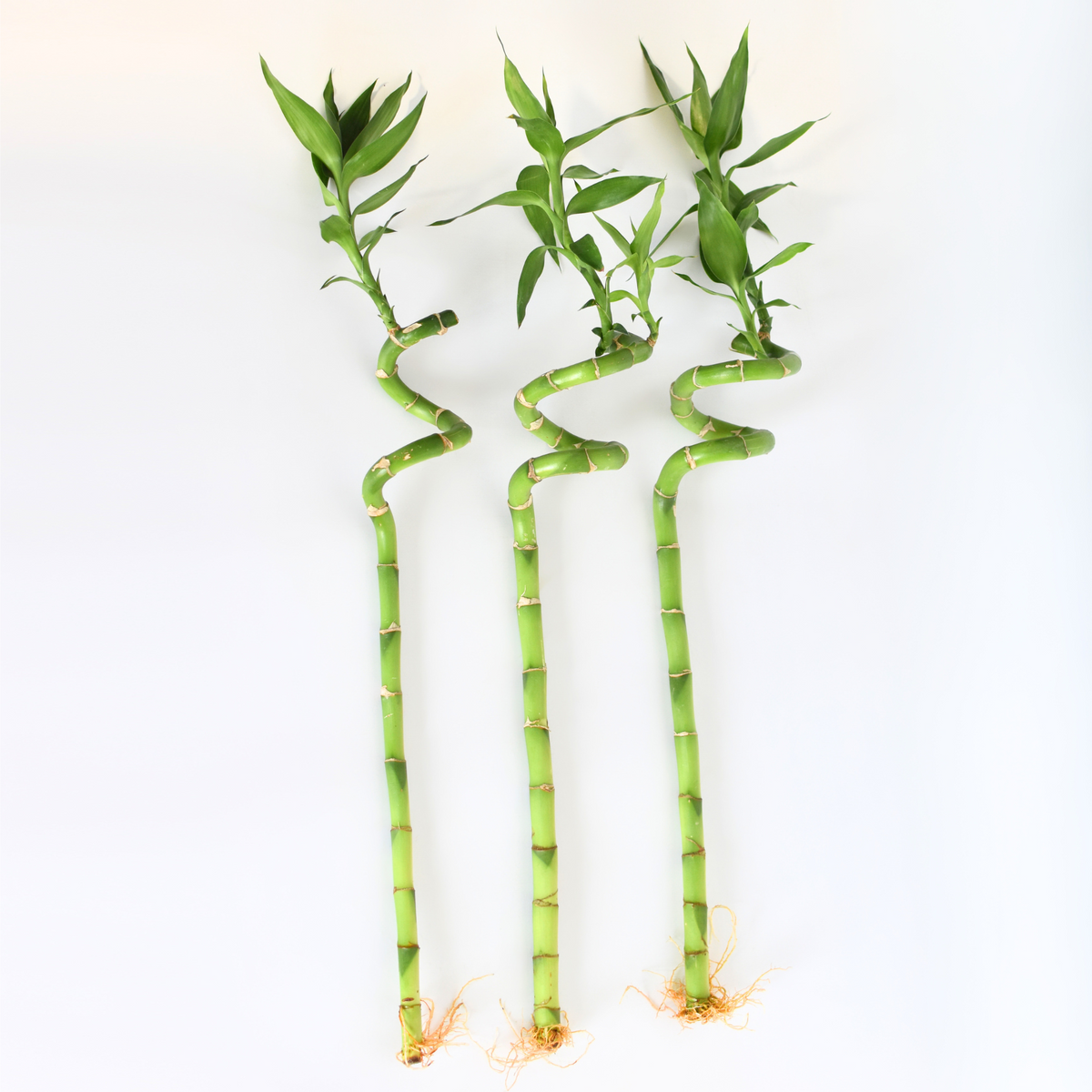 Lucky Bamboo Twists Water Plant