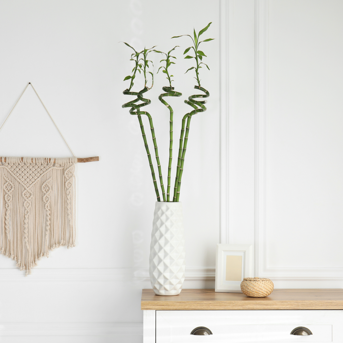 Lucky Bamboo Twists Water Plant