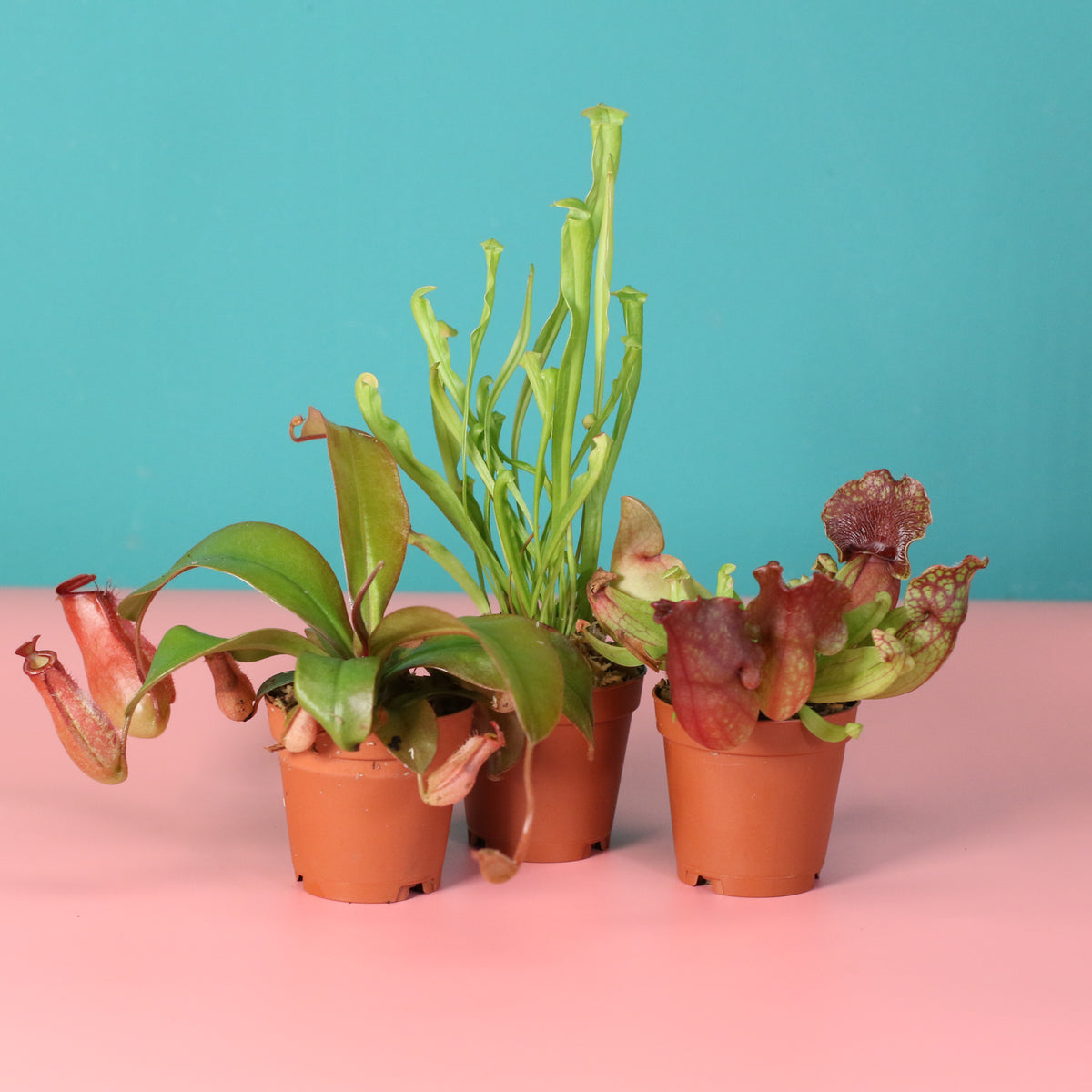 Carnivorous Plant Bundle