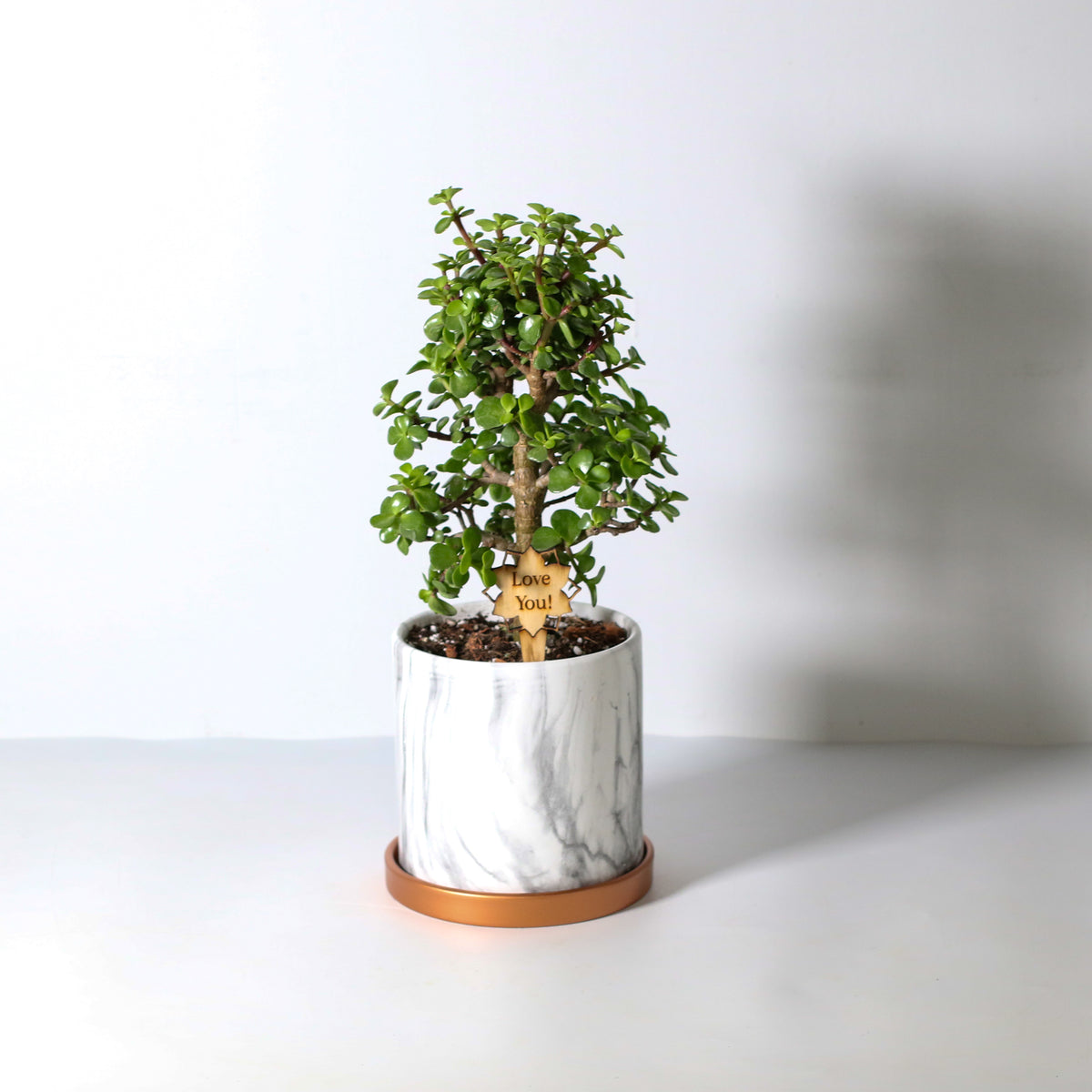 Lucky Jade Bonsai Tree