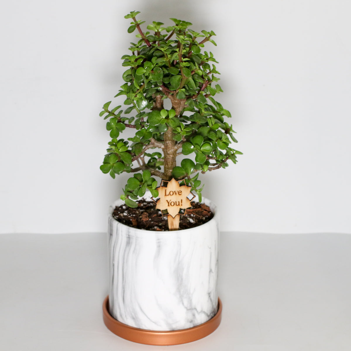 Lucky Jade Bonsai Tree