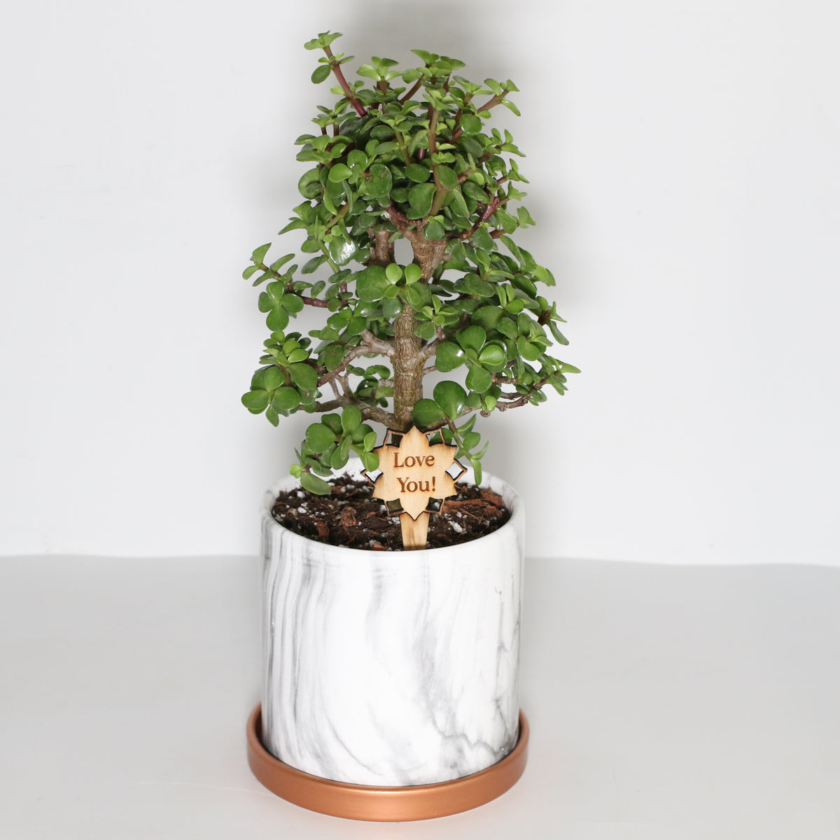 Lucky Jade Bonsai Tree