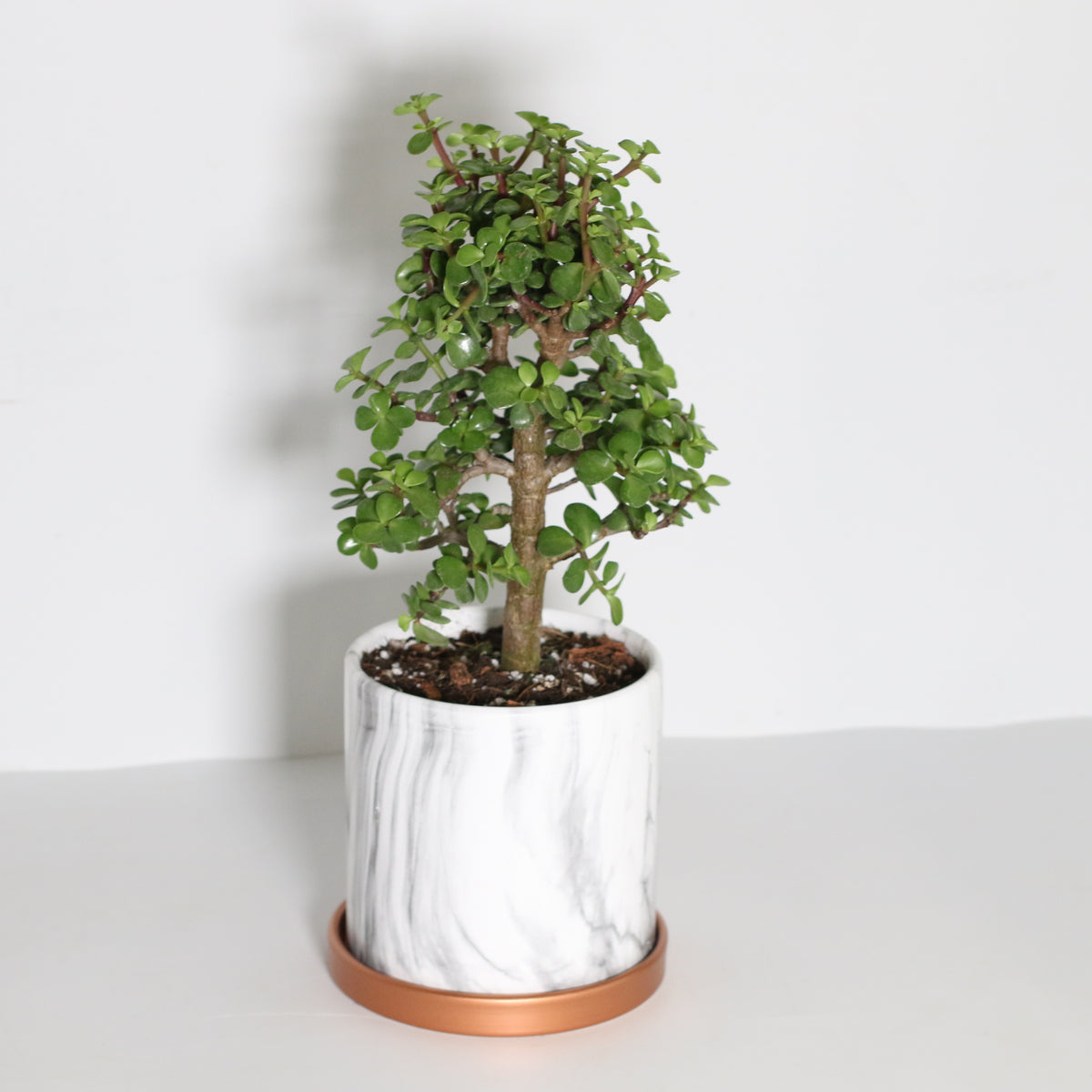 Lucky Jade Bonsai Tree