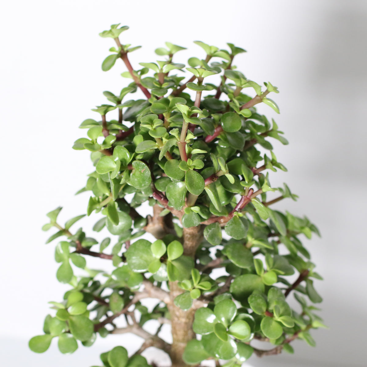 Lucky Jade Bonsai Tree