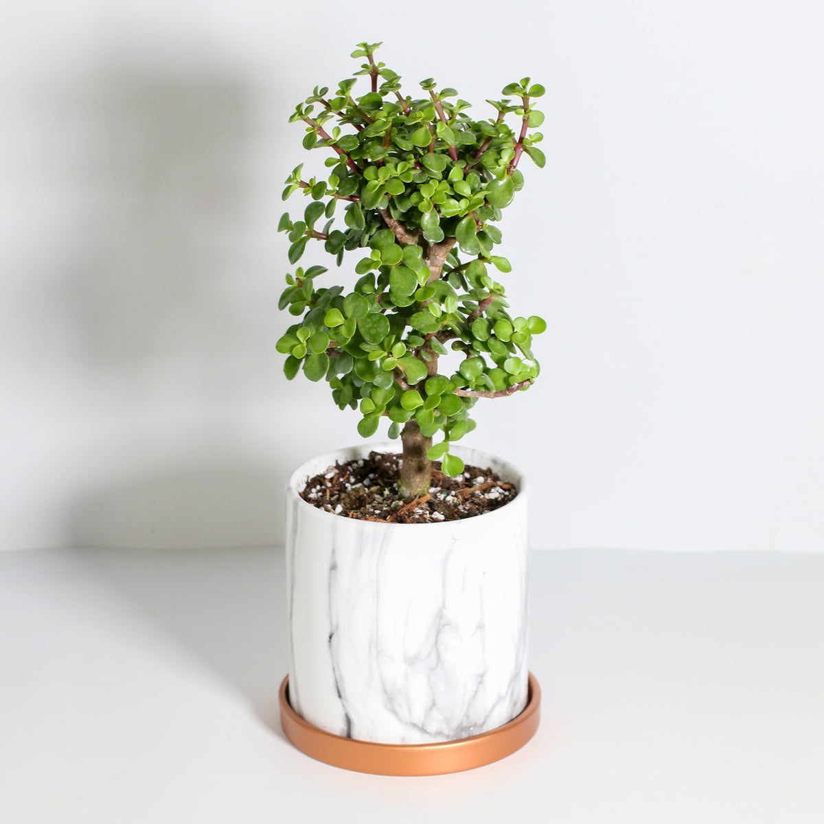 Lucky Jade Bonsai Tree