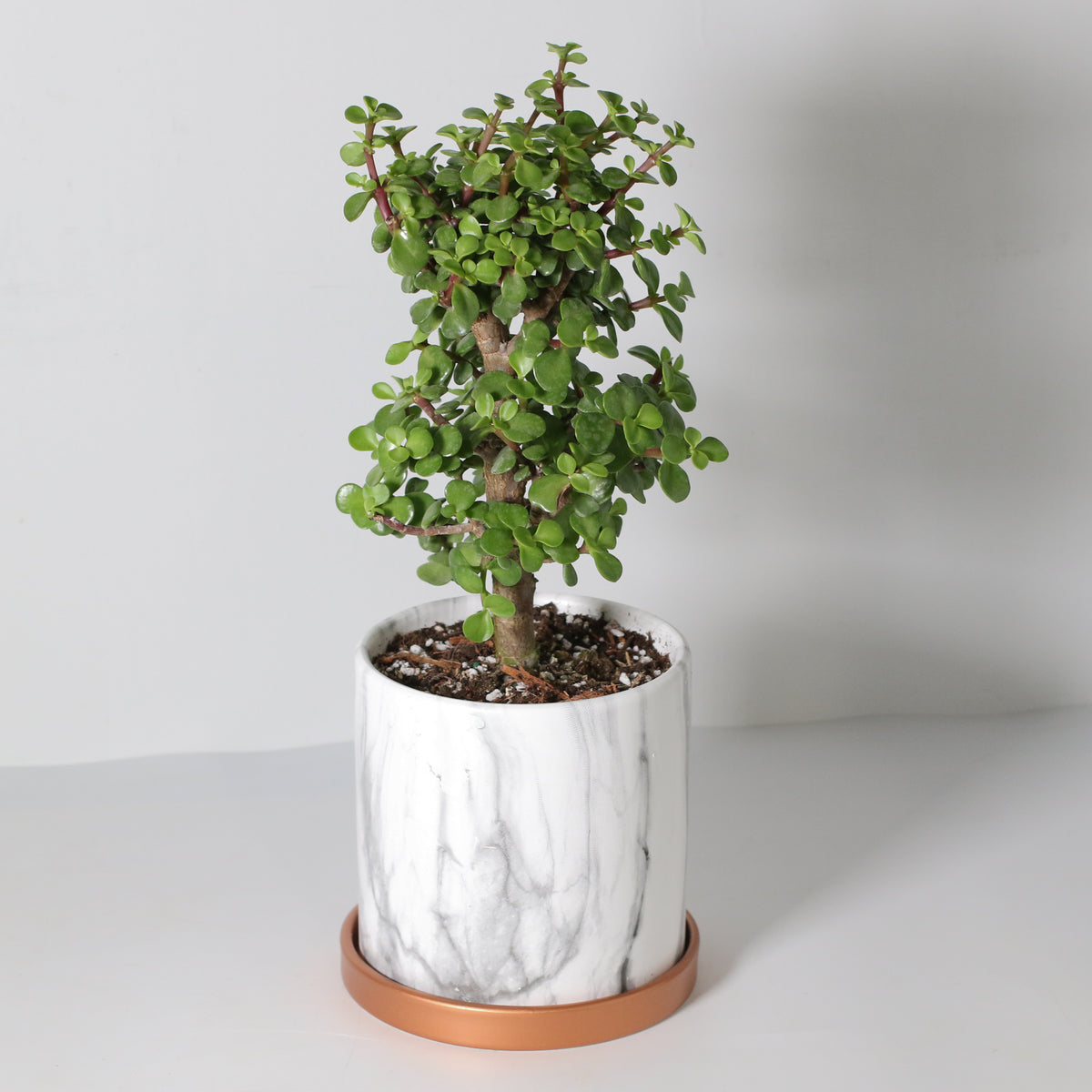 Lucky Jade Bonsai Tree