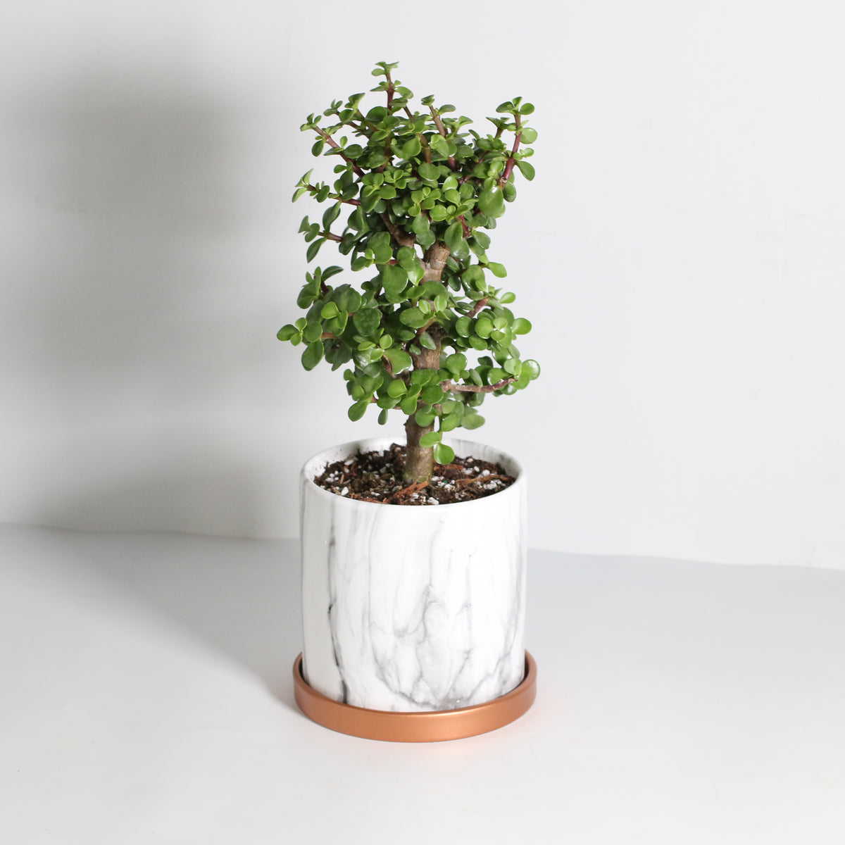 Lucky Jade Bonsai Tree