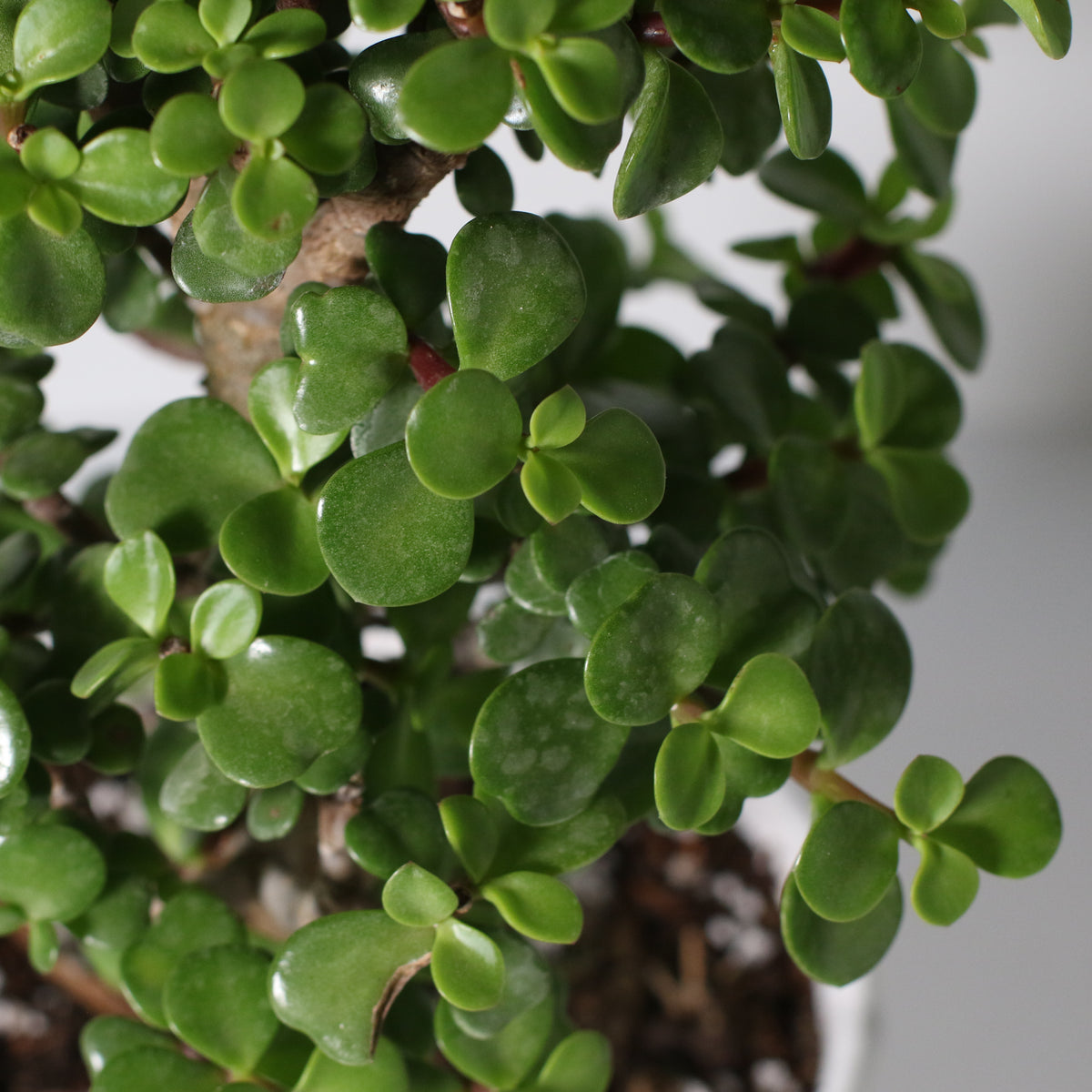 Lucky Jade Bonsai Tree