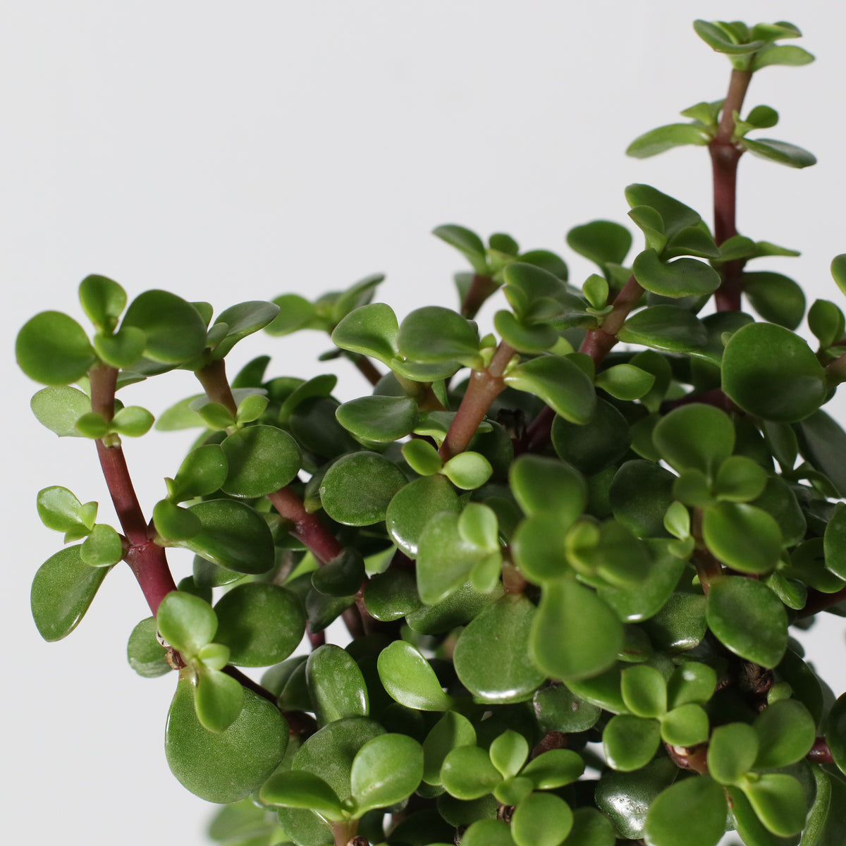 Lucky Jade Bonsai Tree