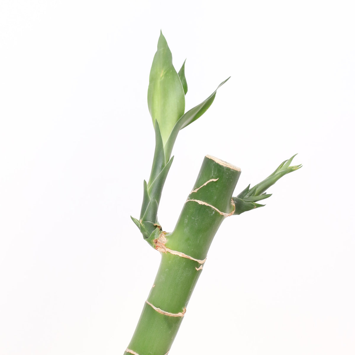 Lucky Bamboo Water Plant 2XL 48"