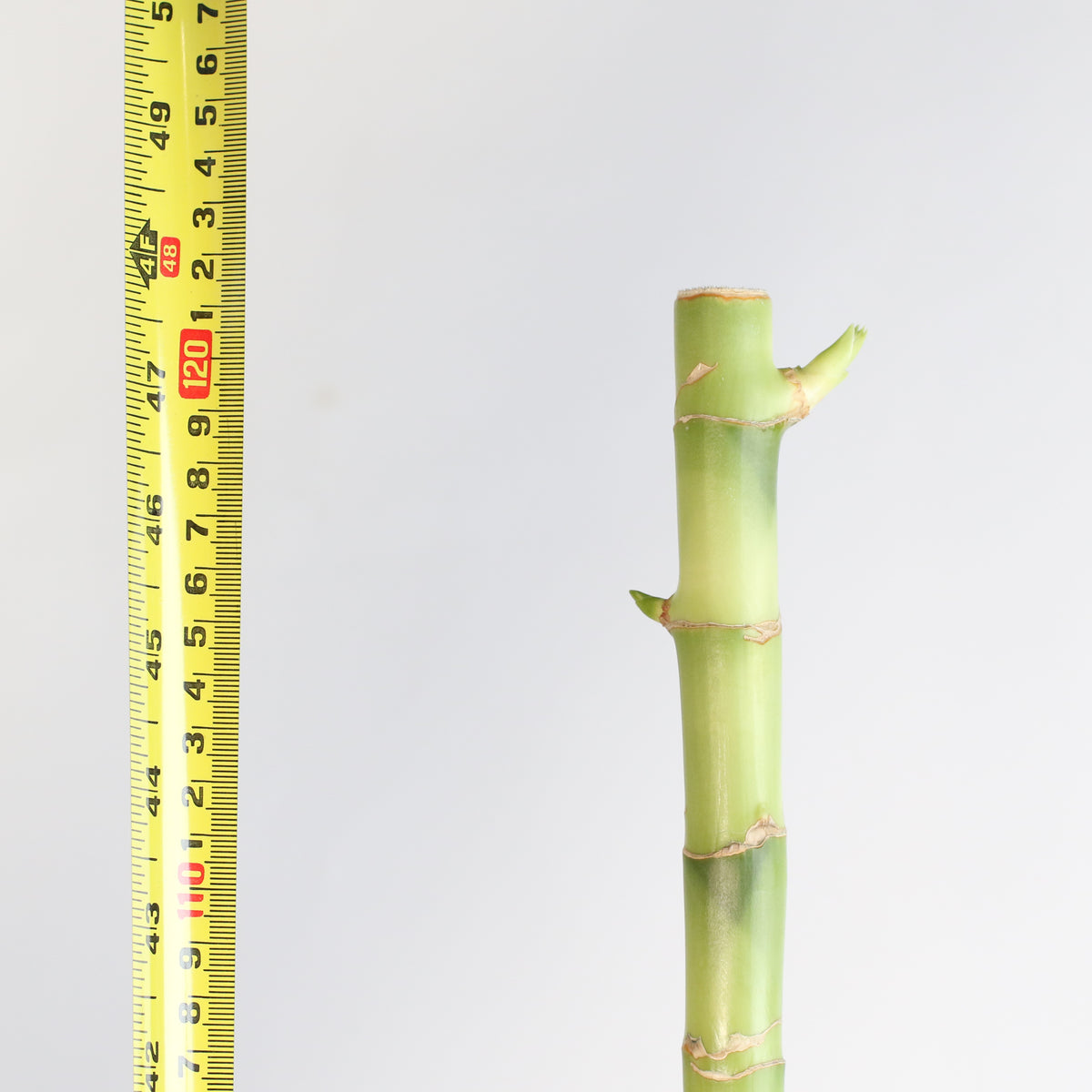 Lucky Bamboo 2XL 48" tall.