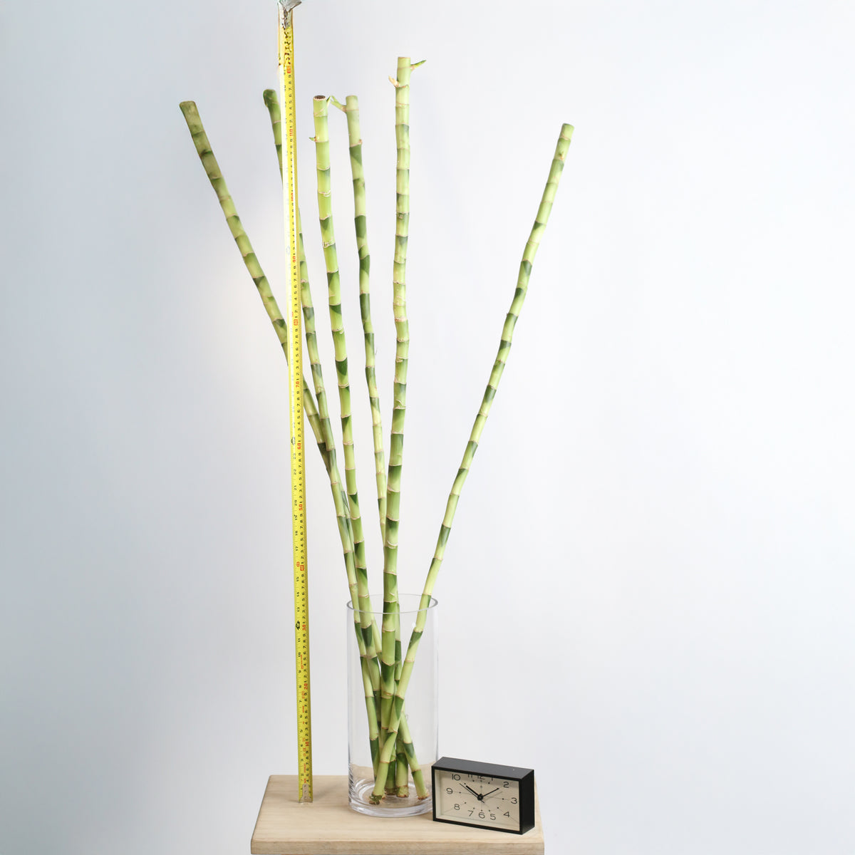 2XL Lucky Bamboo 48"