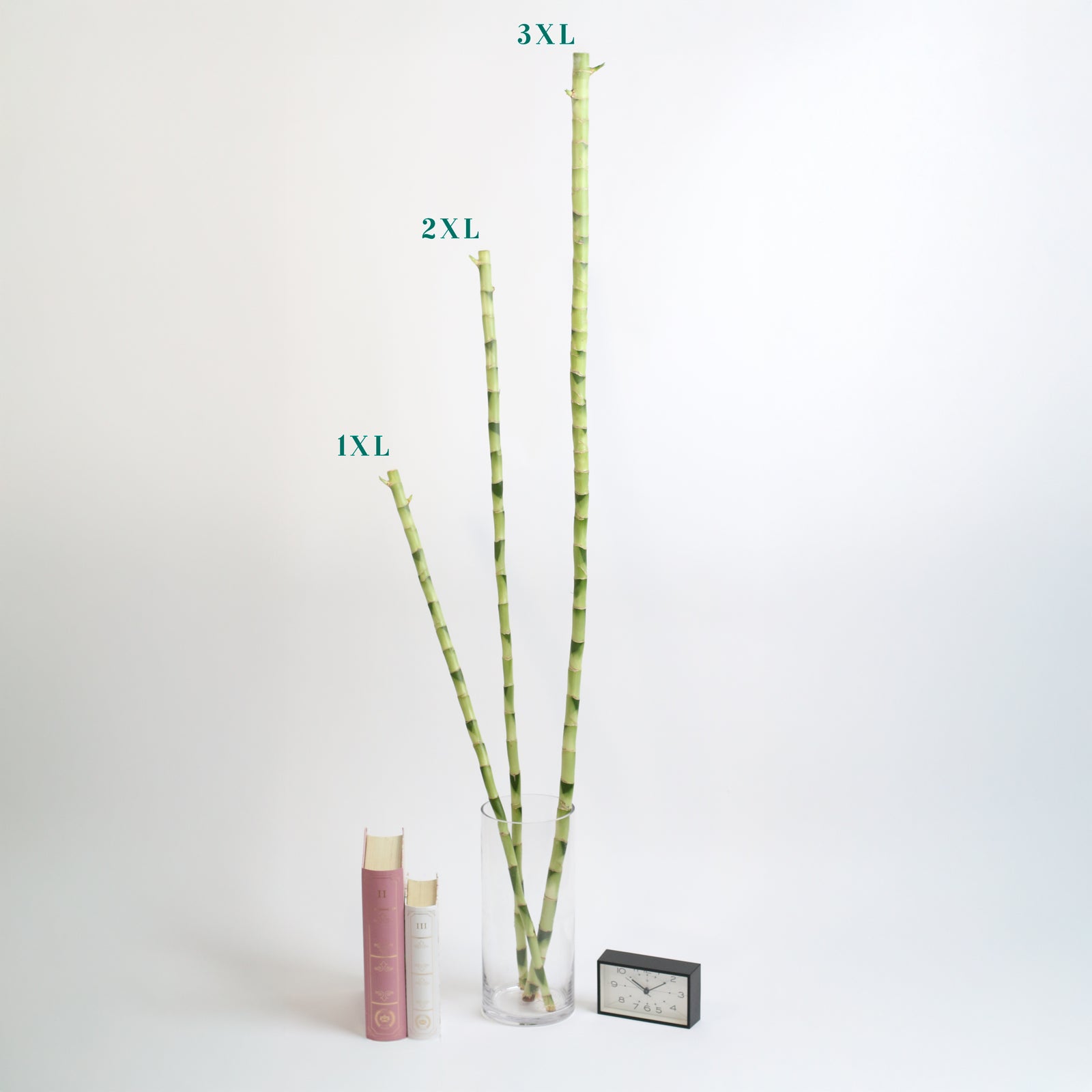 3 Different Size Bamboo Stalks.