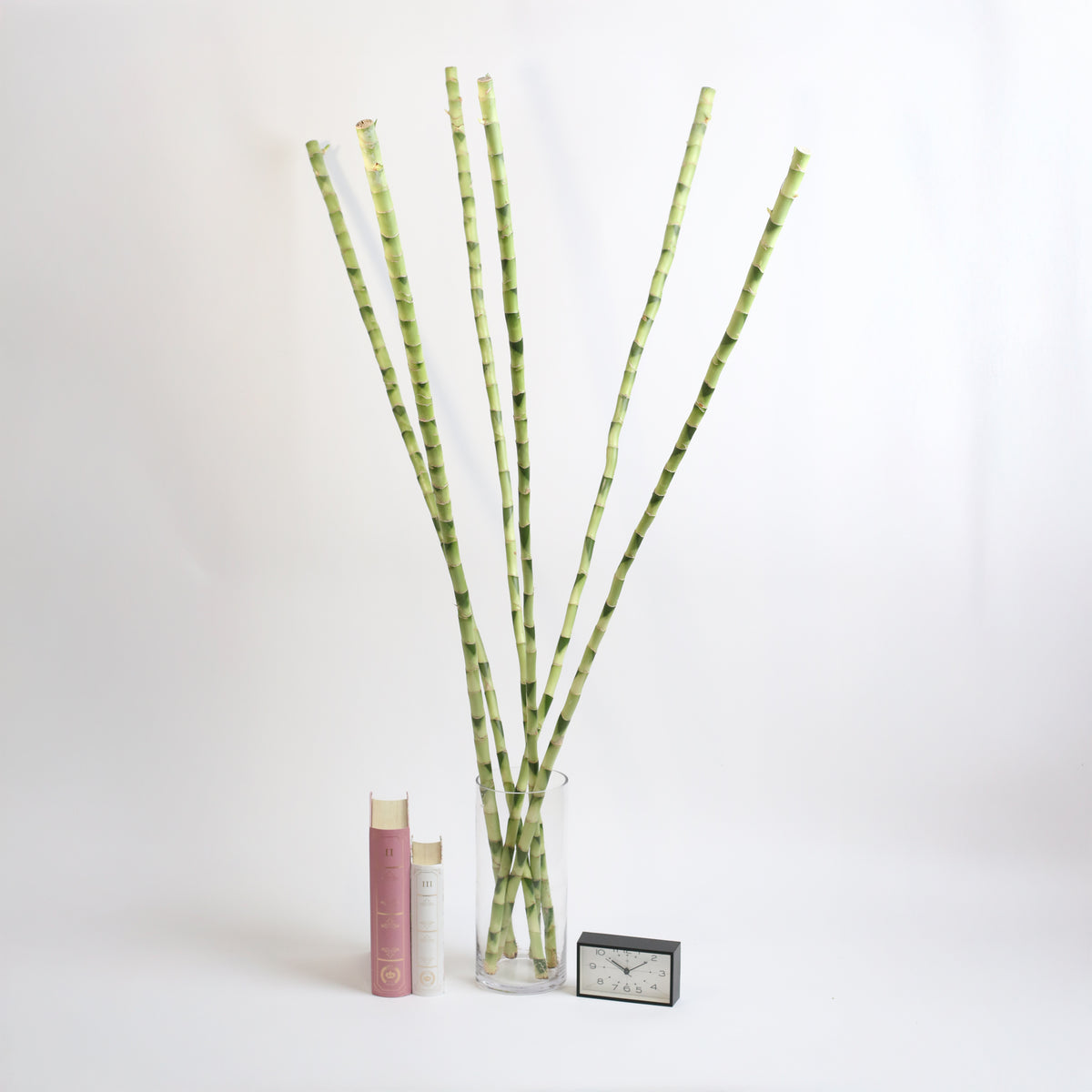 Lucky Bamboo Water Plant 3XL 60"