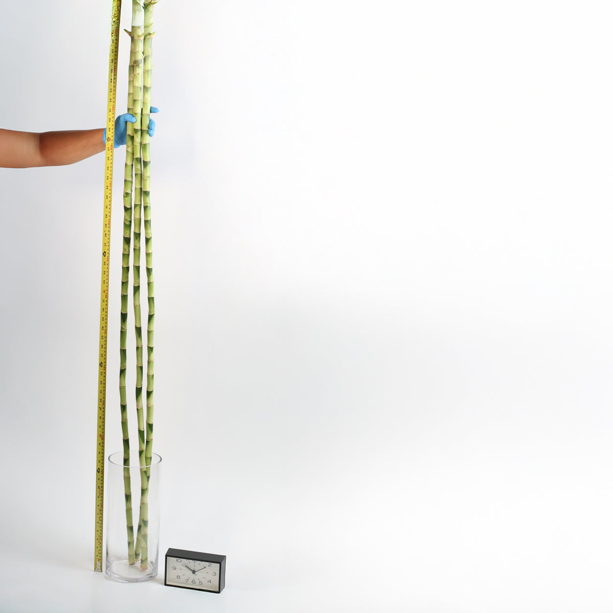 Lucky Bamboo Water Plant 3XL 60"