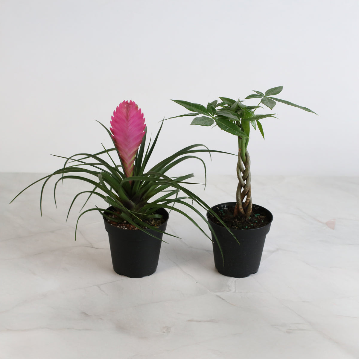 4" Duo featuring Pink Quill and Braided Money Tree