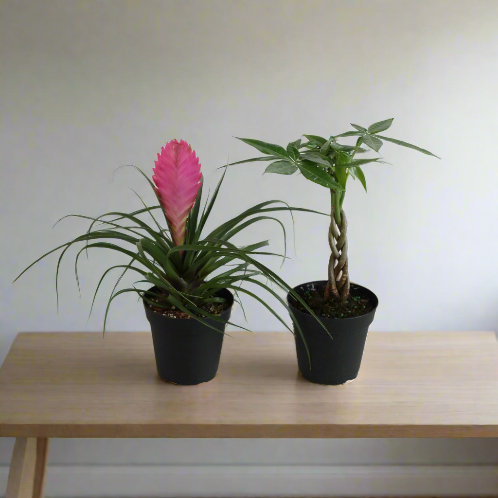 Lyfe Celebration Bundle