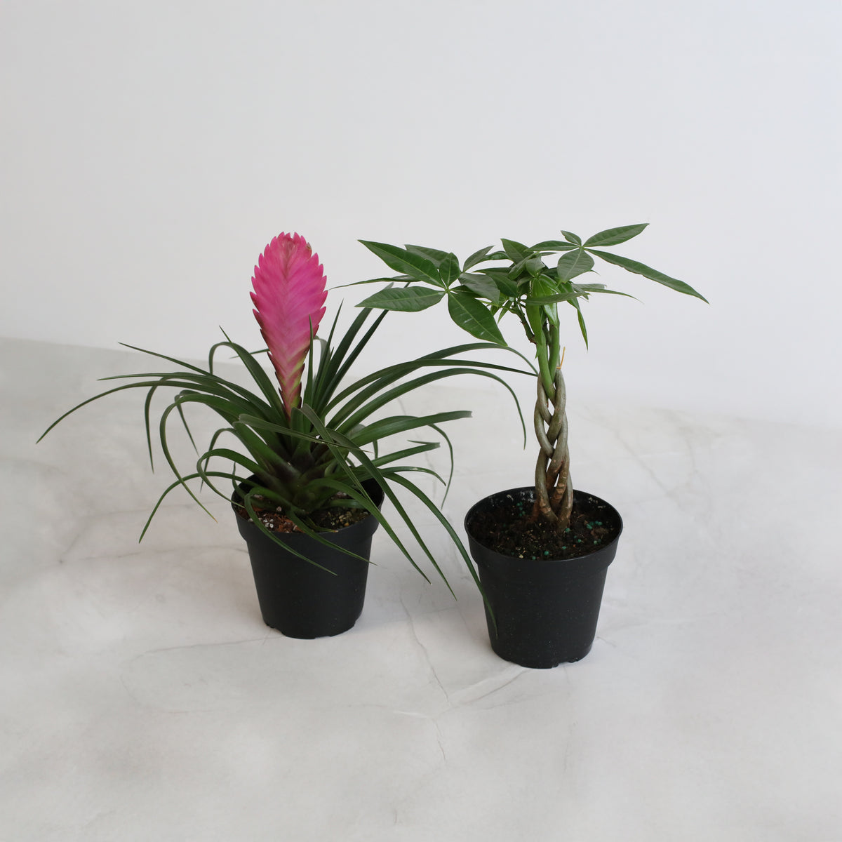4" Duo featuring Pink Quill and Braided Money Tree