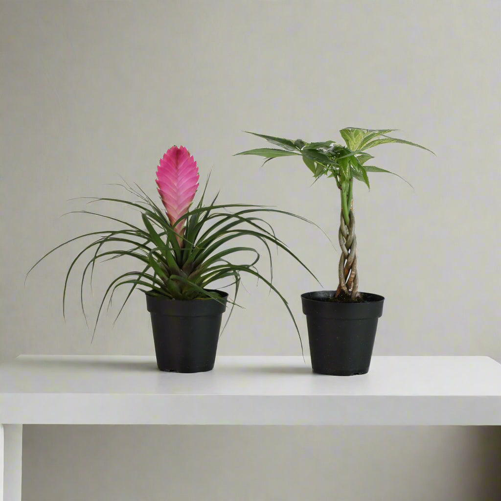 4" Duo featuring Pink Quill and Braided Money Tree