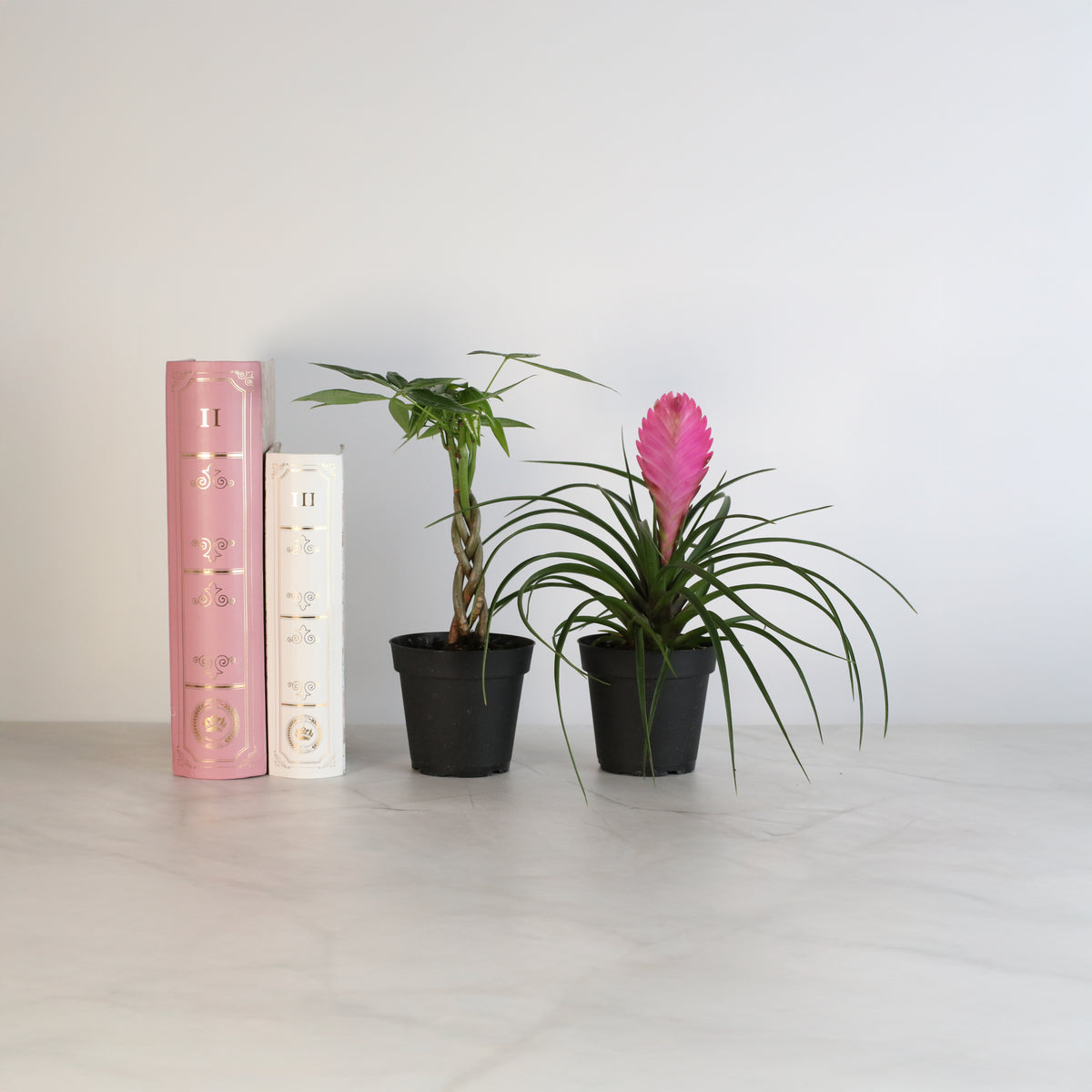 4" Duo featuring Pink Quill and Braided Money Tree next to books.