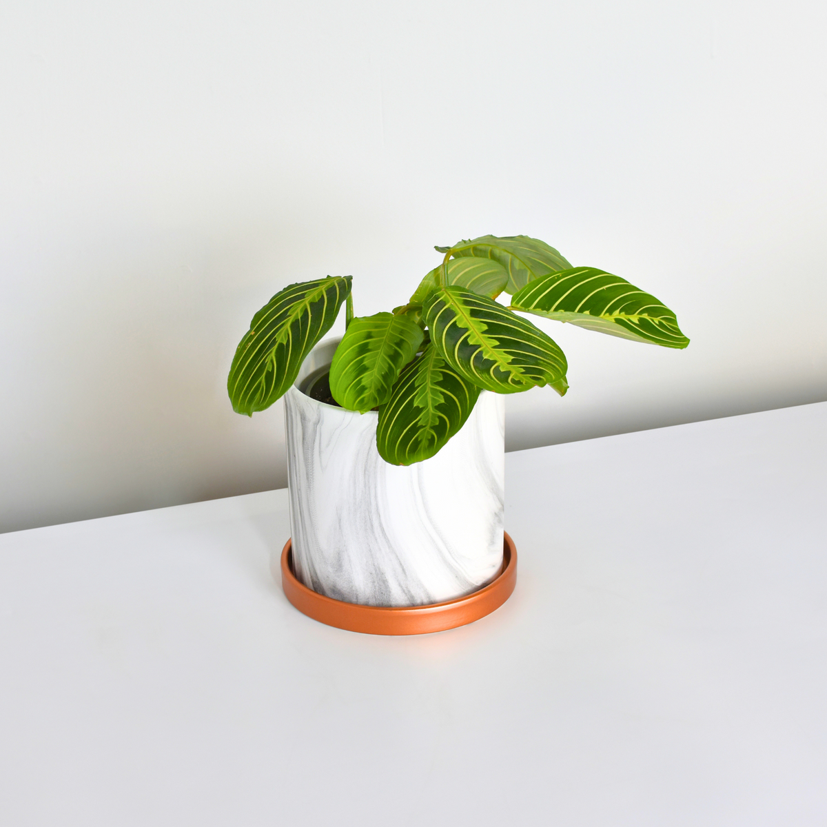 Calathea Maranta Lemon Lime Prayer Plant