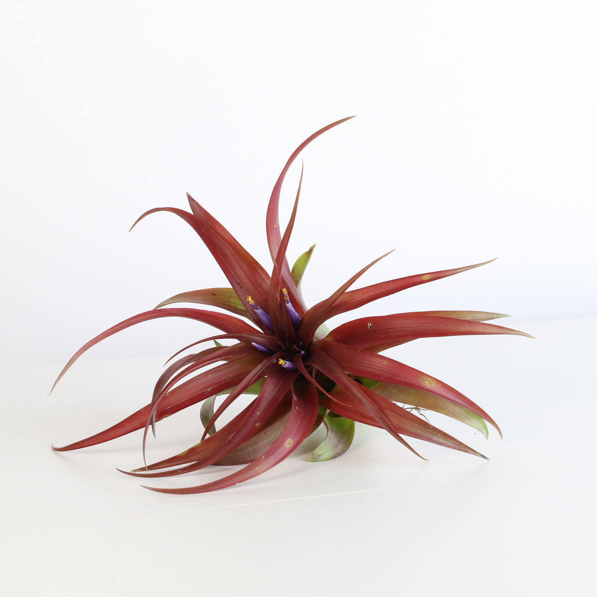 Air Plant 'Maroon' Tillandsia Brachycaulos Burgundy