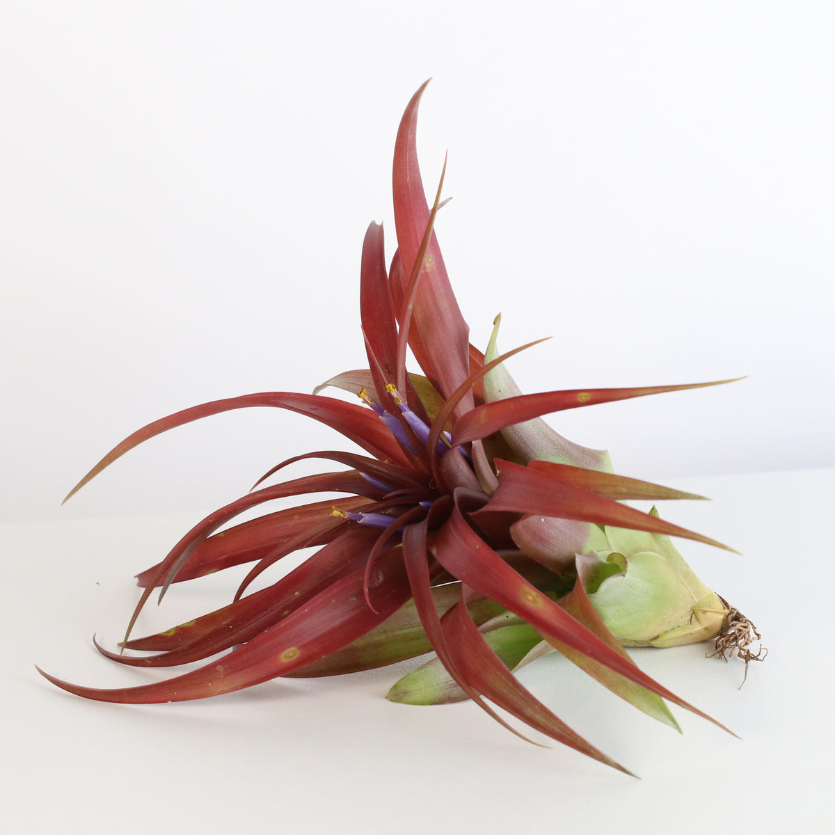 Air Plant 'Maroon' Tillandsia Brachycaulos Burgundy