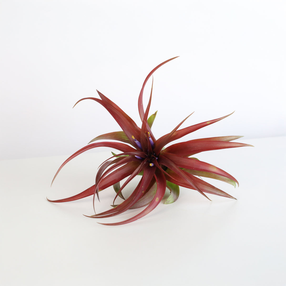 Air Plant 'Maroon' Tillandsia Brachycaulos Burgundy