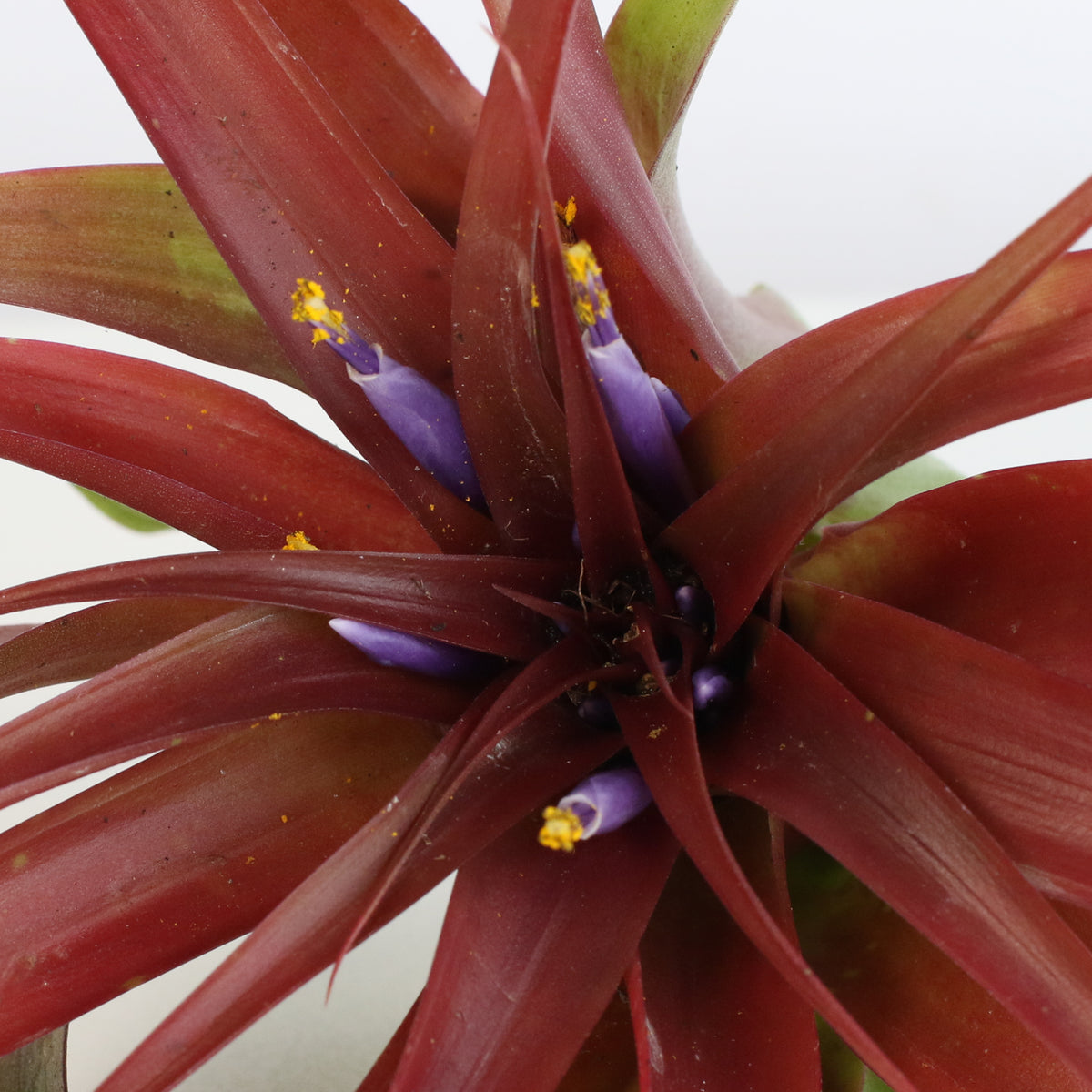 Air Plant 'Maroon' Tillandsia Brachycaulos Burgundy