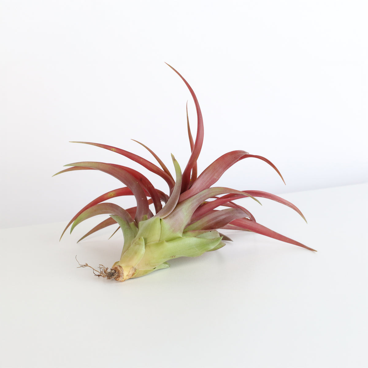 Air Plant 'Maroon' Tillandsia Brachycaulos Burgundy