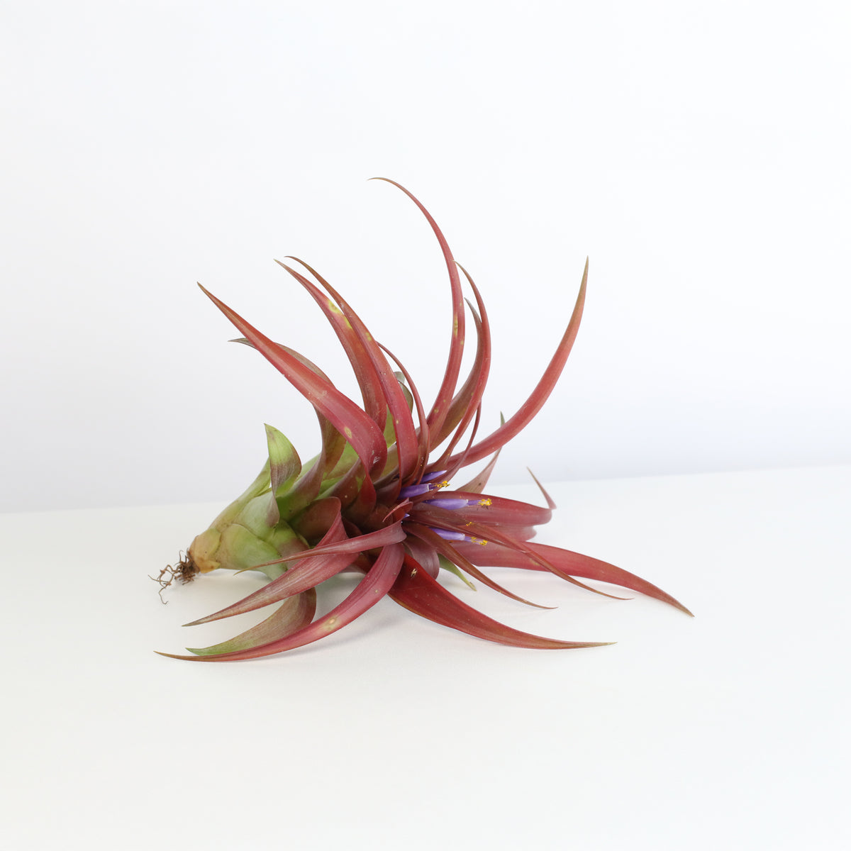 Air Plant 'Maroon' Tillandsia Brachycaulos Burgundy