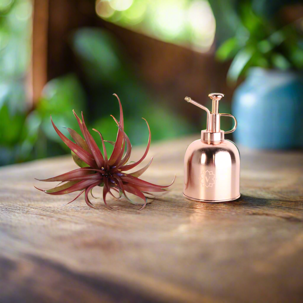 Air Plant 'Maroon' Tillandsia Brachycaulos Burgundy