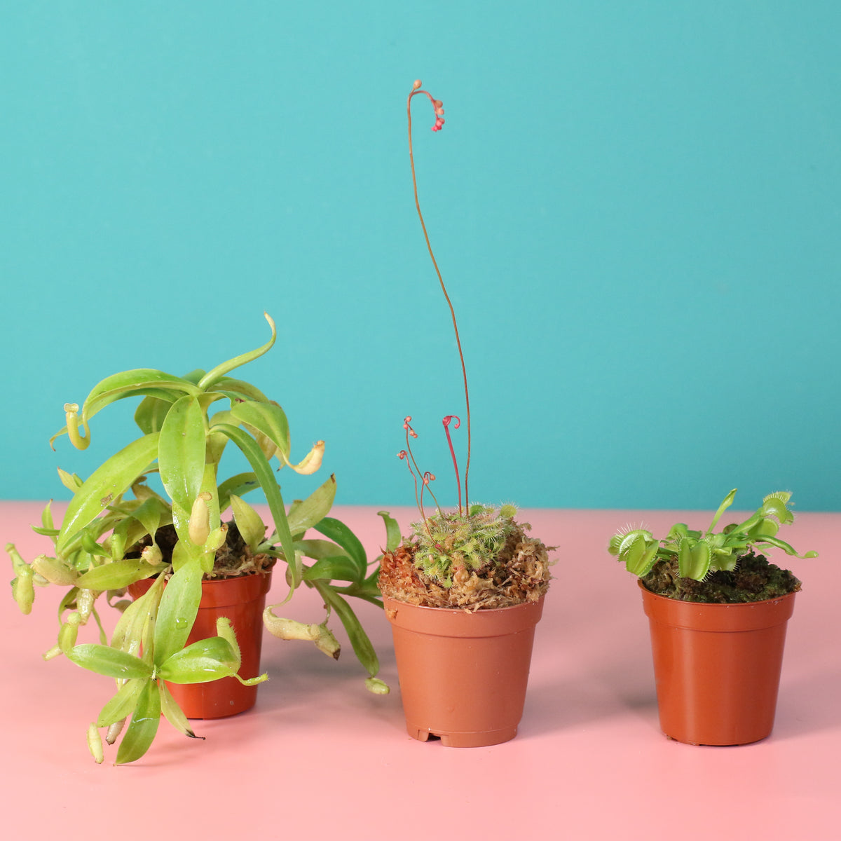 Carnivorous Plant Bundle