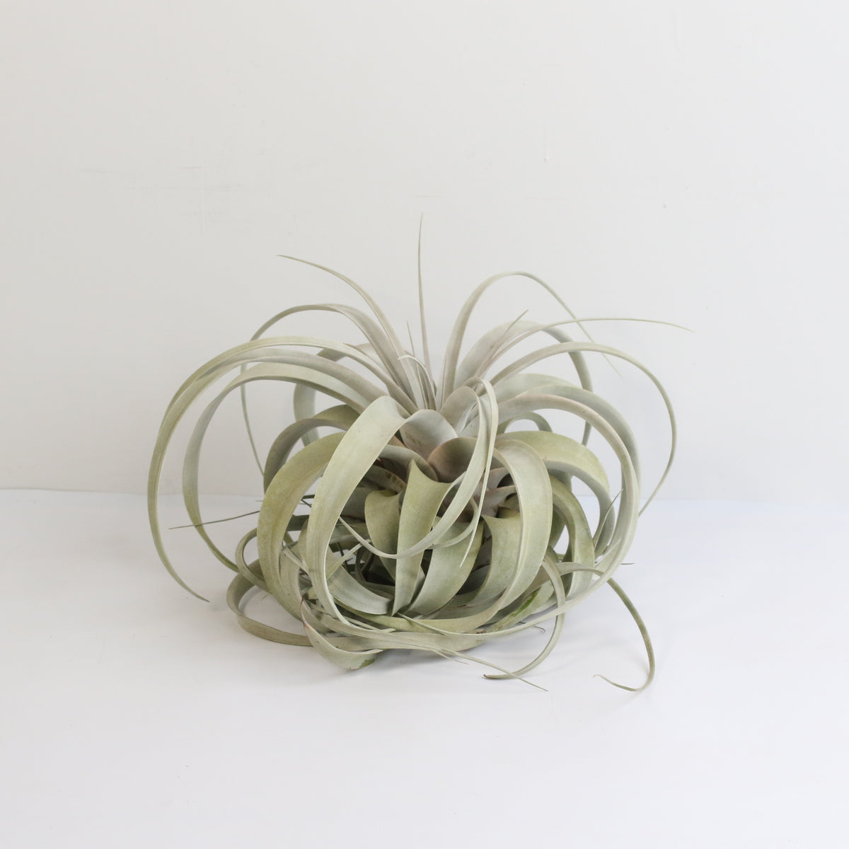 Tillandsia Xerographica Air Plant