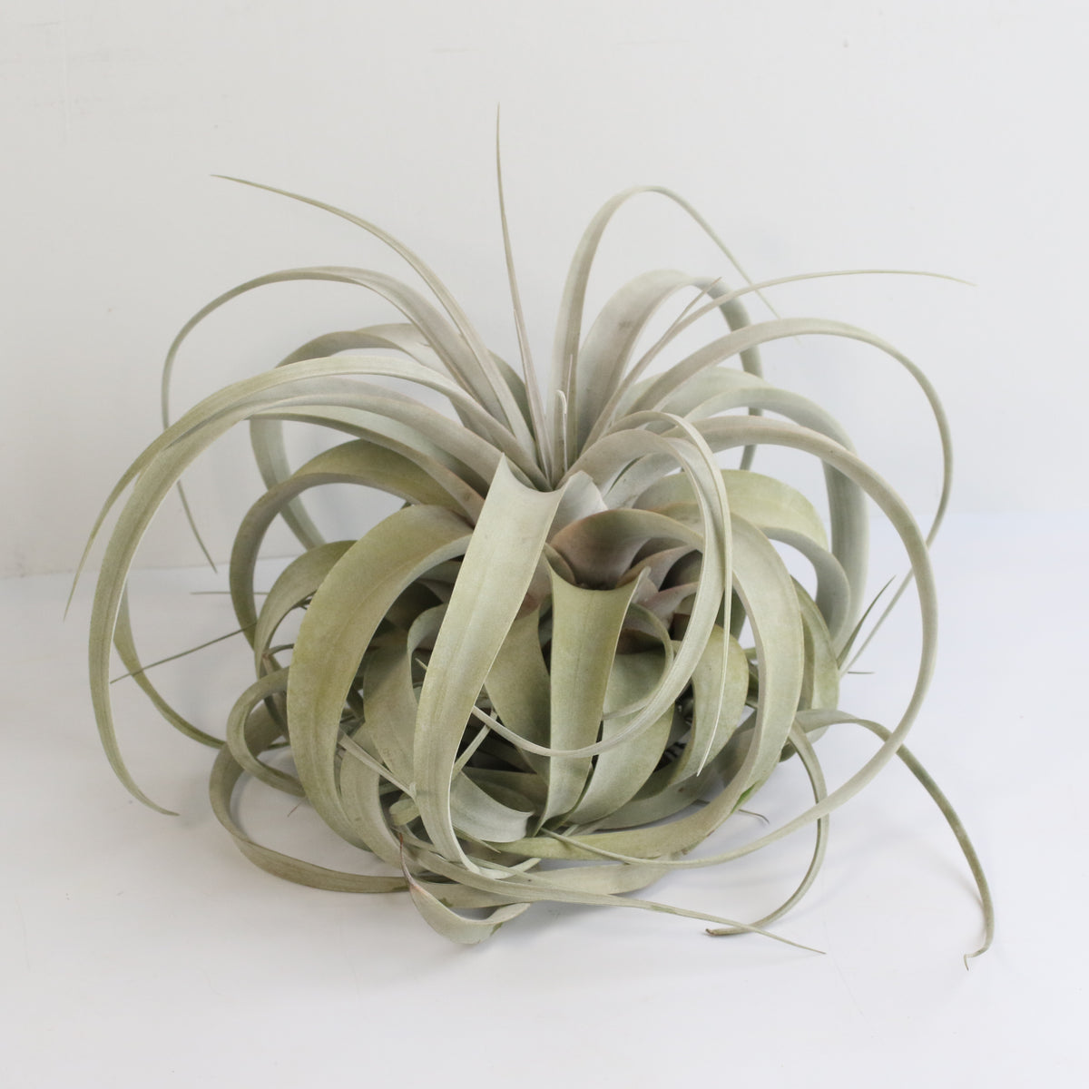 Tillandsia Xerographica Air Plant
