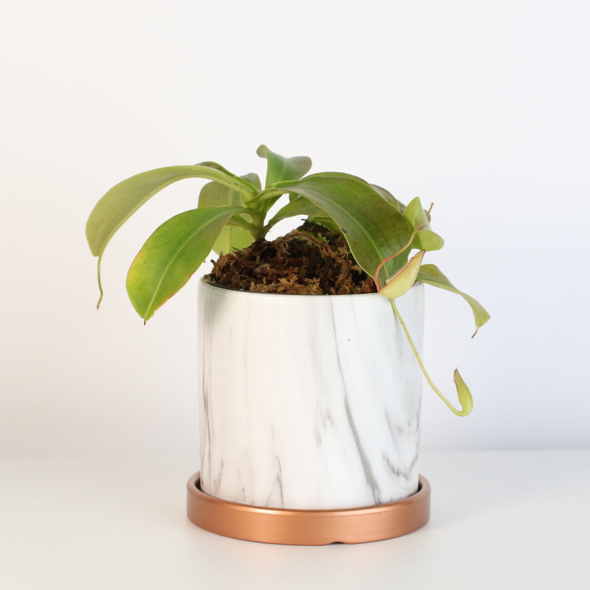 Tropical Pitcher Plant Nepenthes Miranda Carnivorous