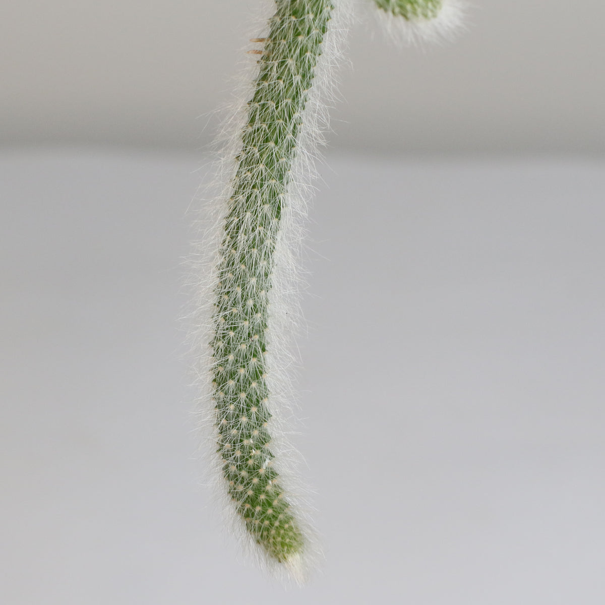 Monkey Tail Cactus