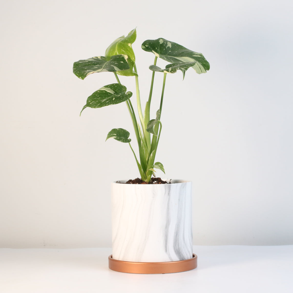 Monstera Thai Constellation